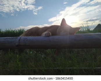 Lazy Cat Silhoutte On Bench 