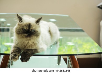 Lazy Cat Sit On The Table