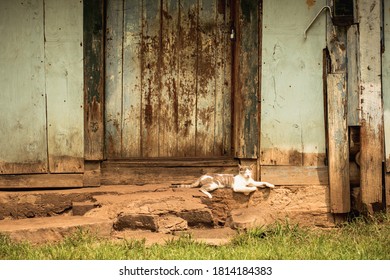Eine faule Katze sitzt an der Tür eines alten blauen Gebäudes