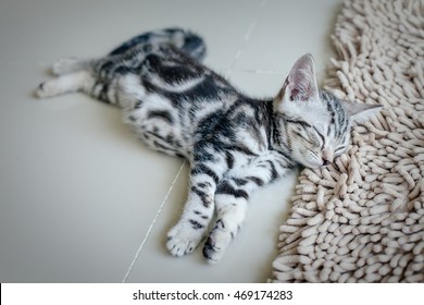 Lazy cat, sleeping cat, American short hair