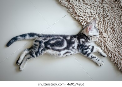 Lazy cat, sleeping cat, American short hair