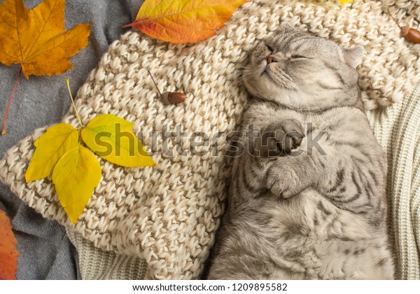 Lazy Cat Sleeping Conception Heat Rest Stock Photo Edit Now