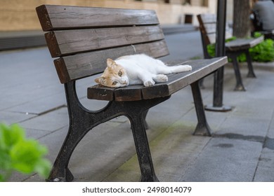 Lazy cat sleeping on a bench in a public park. - Powered by Shutterstock