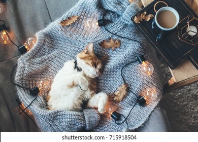 Lazy cat is sleeping on soft woolen sweater on sofa, decorated with led lights. Winter or autumn weekend concept, top view.