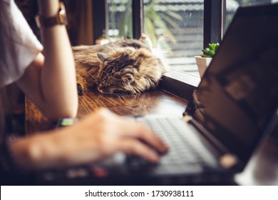 Lazy Cat Sleeping While People Hard Working With Laptop While Work From Home, Jealous And Comfortable Pets.