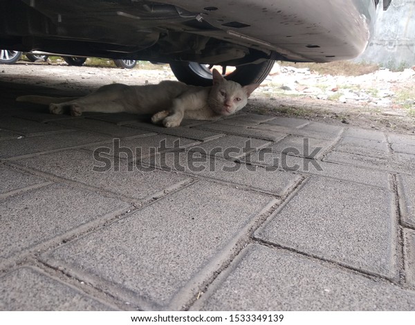 lazy cat under the
car