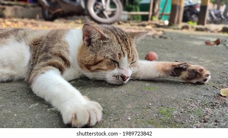 Lazy Cat In Wet Market After Eating Fish