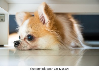 Lazy Chihuahua Dog Hiding Under Table