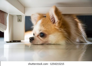 Lazy Chihuahua Dog Hiding Under Table