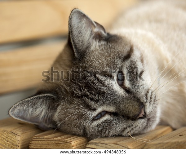 Lazy Cross Eyed Cat On Bench Stock Photo (Edit Now) 494348356