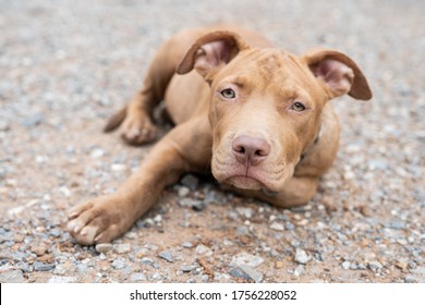 baby pitbulls red nose