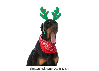 Lazy Dobermann Dog With Bandana And Reindeer Ears Looking Up And Yawning In Studio While Sitting Against White Background