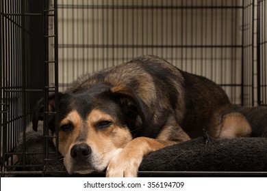 Lazy Dog Asleep In His Crate.