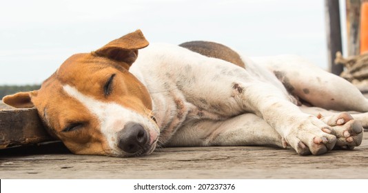 lazy dog relaxing and sleeping on wood bridge