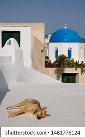 Lazy Dog Slipping On A Terrace In Santorini