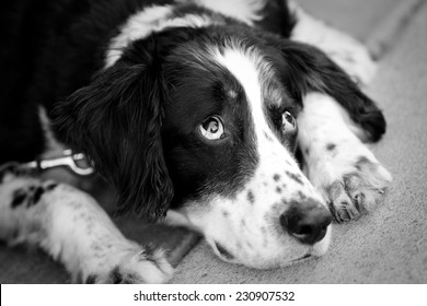 Lazy Dog - This Is A Black And White Image Of A Tired Old Dog Laying Down.