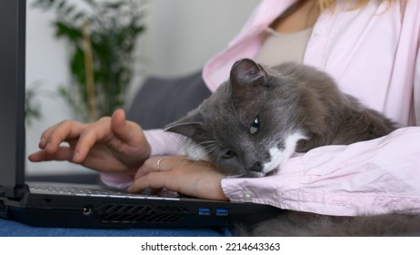 Lazy Domestic Animal Chilling On A Girl's Hands. Girl Is Working On A Black Laptop On Sofa And Big Cat Is Laying Down Nearby. Homework, Freelance. Work From Home. Stay Home