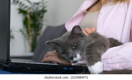 Lazy Domestic Animal Chilling On A Girl's Hands. Girl Is Working On A Black Laptop On Sofa And Big Cat Is Laying Down Nearby. Homework, Freelance. Work From Home. Stay Home