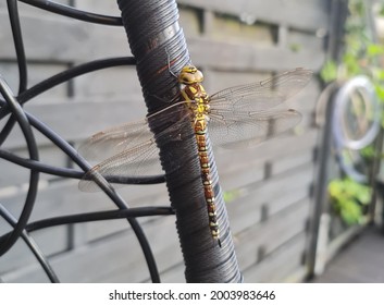 Lazy Dragon Fly Close Up