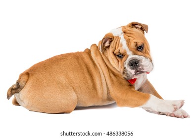 Lazy English Bulldog Puppy Isolated On Stock Photo 486338056 | Shutterstock