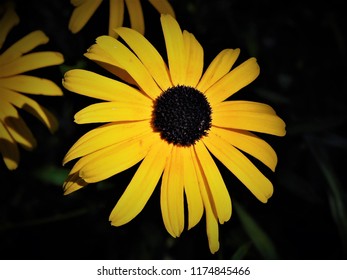 Lazy Eyed Susan In The Sun