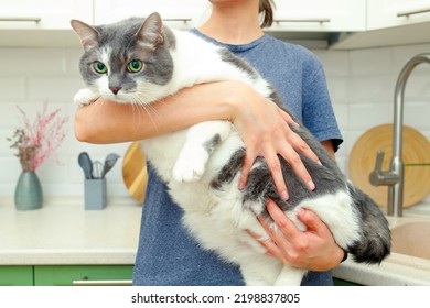 Lazy Fat Cat In The Hands Of The Woman. The Cat Has Problems With Obesity.