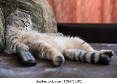 A lazy fat cat is lying asleep on the sofa with a remote control from the TV