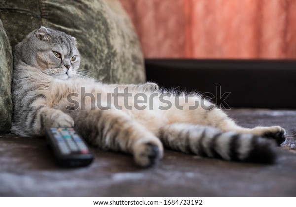 A lazy fat cat is lying asleep on the sofa with a\
remote control from the TV
