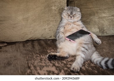 A lazy fat cat is sleeping on the sofa with a smartphone in his paws.