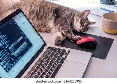 Lazy fat cat touching computer mouse with paw, lying on a table at the workplace near laptop with opened messenger 
