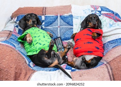 Lazy Fat Dachshund Dogs Is Lying On Armchair With Bellies Up With Remote Control Between Them, Watching TV And Does Not Want To Do Any Move. Bad Habits And Sedentary Lifestyle. Soft Focus, Blur.