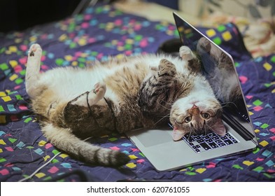 Lazy  Freelancer Cat