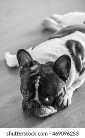 Lazy French bulldog lying on the floor, black and white