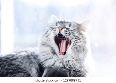 Lazy funny lovely fluffy cat lying near the window. Gray tabby cute kitten with beautiful eyes relaxing on window sill. Pets, pet care, good morning, sleep concept. Friend of human. Sunny day. - Powered by Shutterstock