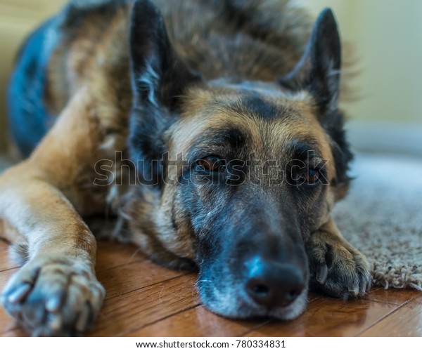 lazy german shepherd