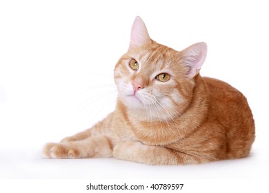 The Lazy Ginger Cat Overlies The White Background