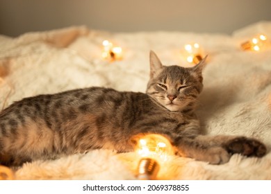 Lazy gray tabby kitten sleeps on a soft woolen blanket on a sofa decorated with Christmas lights garland. Fall weekend cozy concept