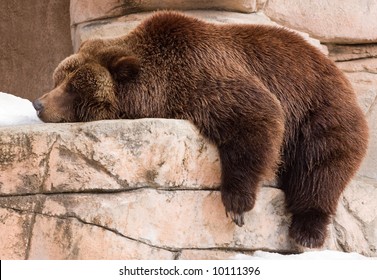 Lazy Grizzly