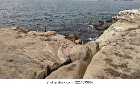 Lazy Happy Seal On The Ocean Shore, La Jolla San Diego