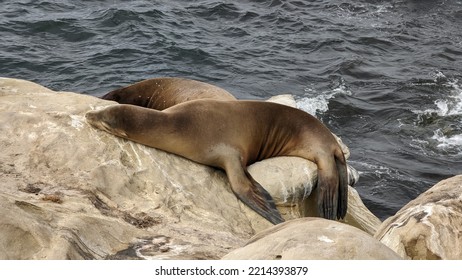 Lazy Happy Seal On The Ocean Shore, La Jolla San Diego