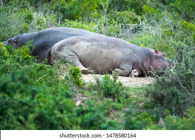 Lazy hippos chilling in the sun