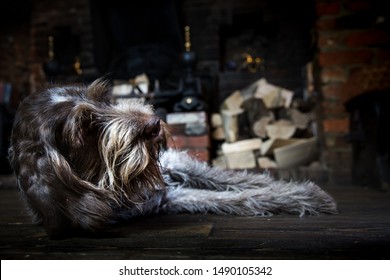 A lazy Italian Spinone relaxing in front of pub fireplace.