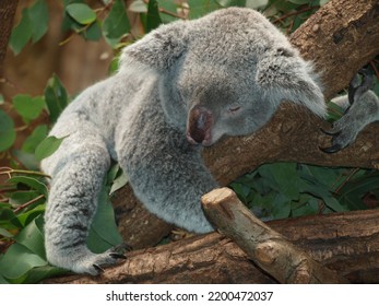 Lazy Koala Resting On Madagascar Tree