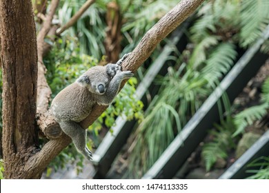 Lazy Koala Sleeping In The Tree