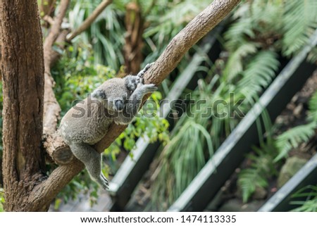 Lazy Koala sleeping in the tree