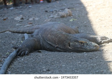 450 Komodo dragon eating Images, Stock Photos & Vectors | Shutterstock