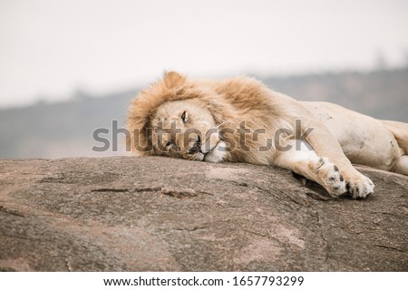 Lazy Lion on the Rock
