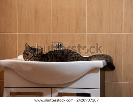 Lazy Lounging: Cat Napping in the Sink. Sink Slumber: Cozy Cat's Nap Spot. Bathroom Catnap: Furry Friend in the Sink.