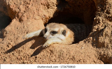 Lazy Mongoose Resting Inside Burrow