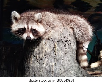 raccoon in tree at night